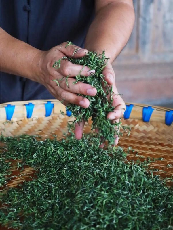 蒙顶甘露 ： 一瓣茶叶的千年之旅