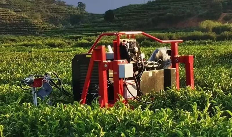 蒙顶甘露 ： 一瓣茶叶的千年之旅