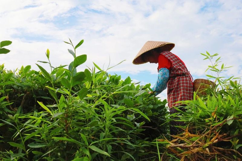 蒙顶甘露 ： 一瓣茶叶的千年之旅