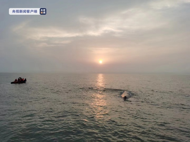 宁波搁浅抹香鲸经20小时接力救援 成功放归深海