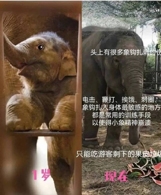 陈乔恩为拯救小象莫莉发声 呼吁大家拒绝动物表演