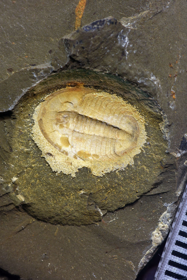 远古化石群解开5亿年前动物的模样