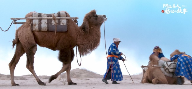 纪录片《阿拉善人与骆驼的故事》今日上线
